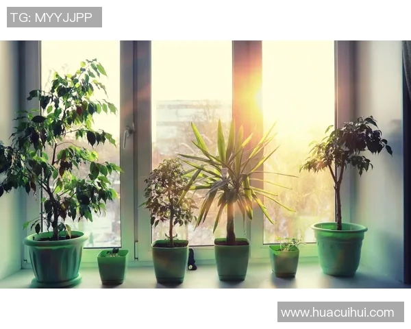 盆栽植物的养护技巧与搭配创意，打造美丽自然的小型绿化空间