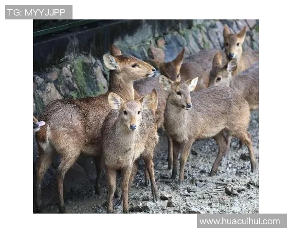 雄鹿栖息地保护与生态平衡：探索自然界中的王者生物群落